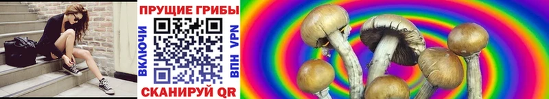 Галлюциногенные грибы Cubensis  купить   Арамиль 